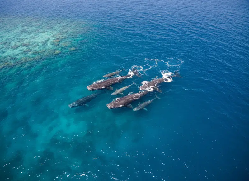 Si vous rêvez de voir les cétacés en Guadeloupe, vous vous posez certainement la question : quelle est la meilleure période pour les observer ? La bonne nouvelle, c’est que les eaux guadeloupéennes abritent une biodiversité marine exceptionnelle tout au long de l’année. Contrairement à ce que beaucoup pensent, il ne faut pas attendre la saison des baleines à bosse pour vivre une rencontre inoubliable avec les géants des mers. Dauphins, cachalots, pseudorques, globicéphales… ces espèces résidentes sont présentes en permanence dans les eaux chaudes de la Caraïbe. Embarquez avec nous pour un tour d’horizon complet des meilleures périodes et des espèces que vous pourrez rencontrer au large de Bouillante.