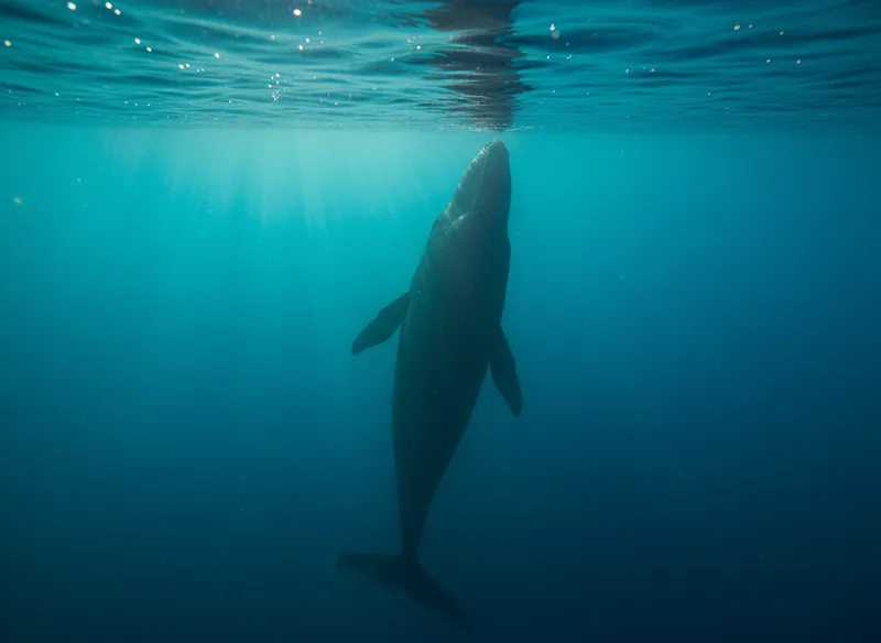 Silhouette sombre et massive d'un cachalot nageant juste sous la surface de l'eau turquoise des Caraïbes, sans aucun reflet aveuglant.
